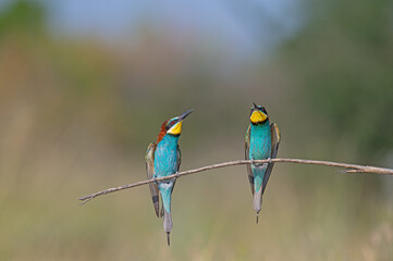 European Bee-eaters (Merops apiaster) standing on a branch. Natural, blurred background.