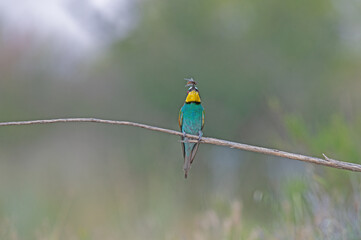 European Bee-eater (Merops apiaster) standing on a branch with an insect in its mouth.