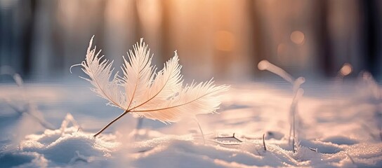 Winter outdoor landscape, frozen plants in nature, ground covered with snow and ice in morning sunlight - seasonal background for Christmas wishes and greeting cards