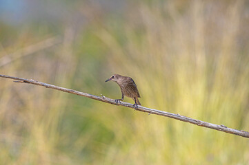 Young Common Starling (Sturnus vulgaris) on a branch.