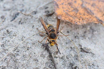 wasp on sand 