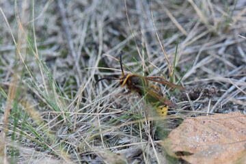 wasp on sand