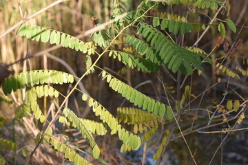 fern in the forest