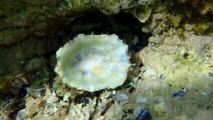 Mediterranean limpet or rayed Mediterranean limpet (Patella caerulea) shell undersea, Aegean Sea,...