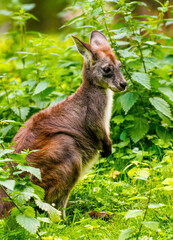 Portrait of a red-necked wallaby on a green meadow. Notamacropus rufogriseus. Bennett's wallaby. Kangaroo.