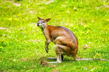 Portrait of a red-necked wallaby on a green meadow. Notamacropus rufogriseus. Bennett's wallaby. Kangaroo.
