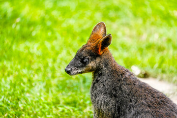 Portrait of a red-necked wallaby on a green meadow. Notamacropus rufogriseus. Bennett's wallaby. Kangaroo.
