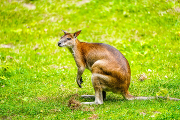 Obraz premium Portrait of a red-necked wallaby on a green meadow. Notamacropus rufogriseus. Bennett's wallaby. Kangaroo.