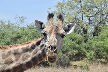 Giraffe portrait