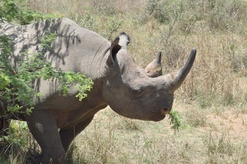 Rhino eats plants