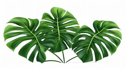 Fototapeta na wymiar Tropical jungle monstera leaves