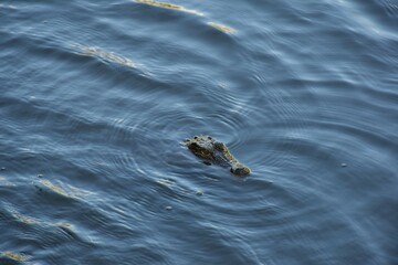 Crocodile in the water