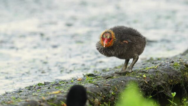 Cute baby coot bird gets fed by parent in slow motion