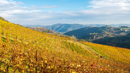 Fototapeta na wymiar Beautiful vineyard hill in Monferrato, Piedmont, Italy