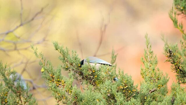 Azure-winged Magpie Bird Eats Berries Perched on Juniperus Phoenicea Evergreen Shrub Branches in Autumn