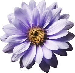 Obraz premium white dahlia flower