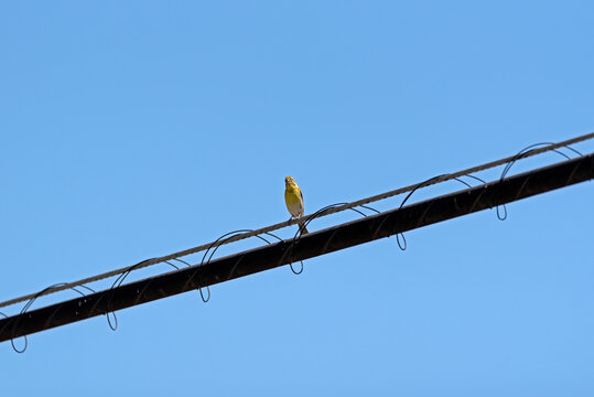Serin Verdecillo or Chamarin bird on electric cables