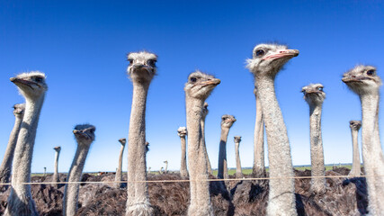 Ostrich Birds Farm Outdoors Blue Sky Close Up Agriculture Industry - 686104326