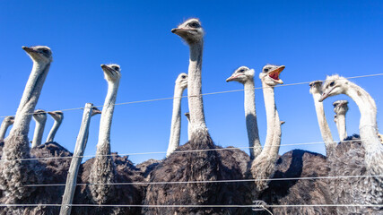 Ostrich Birds Farm Outdoors Blue Sky Close Up Agriculture Industry - 686104345