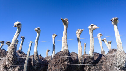 Ostrich Birds Farm Outdoors Blue Sky Close Up Agriculture Industry - 686104536