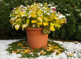 winter in the garden