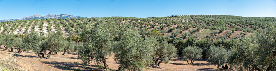 Jaen province of sea of ancient olive trees in Andalusia Spain panoramic photography
