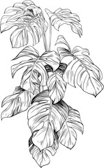 Monstera leaves. Black and white engraved ink art. Isolated monstera illustration element on white background.