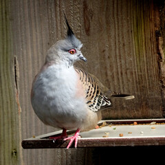 Close up of a crested pigeon