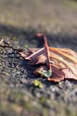 feuille morte sur un trottoir