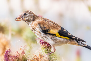 European goldfinch with juvenile plumage, feeding on the seeds of thistles. Carduelis carduelis.
