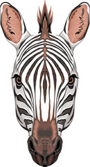 Zebra head, vector isolated animal.