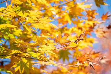Naklejka na ściany i meble Beautiful maple leaves on the tree in autumn season.