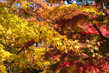 Naklejka na ściany i meble Beautiful maple leaves on the tree in autumn season.