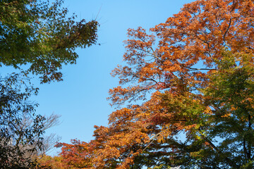 Beautiful maple leaves on the tree in autumn season.