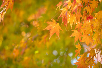 Beautiful maple leaves on the tree in autumn season.