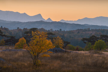 Lonely autumn tree overlooking the mountains at sunset