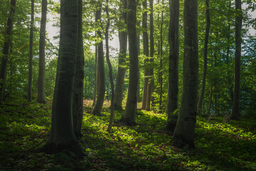Green beech forest in the sun
