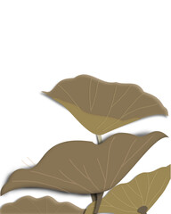 Lotus flower leaves 