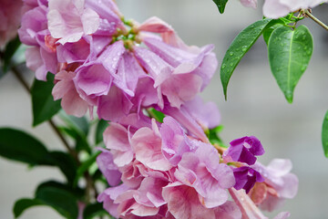 Close-up of purple Garlic vine flower blooming in garden