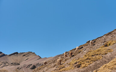 llamas on the yellow grassy mountain with fluffy cloud in the background, Vinicunca. Cusco, Peru