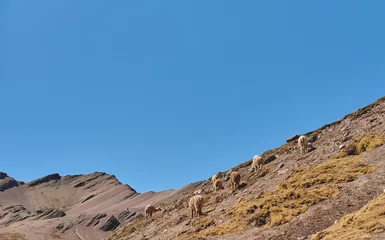 Crédence de cuisine en verre imprimé Vinicunca llamas on the yellow grassy mountain with fluffy cloud in the background, Vinicunca. Cusco, Peru