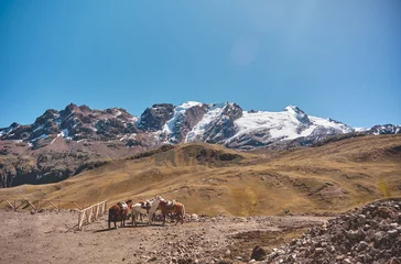 Papier Peint photo autocollant Vinicunca Horses in front of the snow capped Vinicunca in the Andes mountain range in Peru