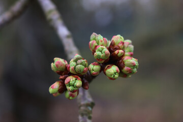 Close-up of Cherry tree blossoms and buds on branches in the orchard on springtime. Prunus avium