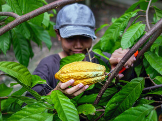 Close-up hands of a cocoa farmer use pruning shears to cut the cocoa pods or fruit ripe yellow...
