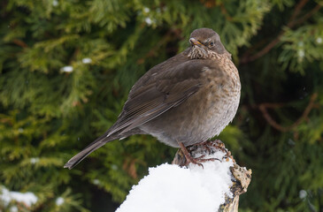 Amsel Weibchen im Winter