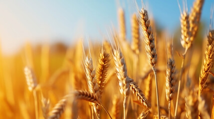Fototapeta premium Close up of ripe golden wheat ears, field of wheat in a summer day, sun flare. Harvesting period. Generative AI