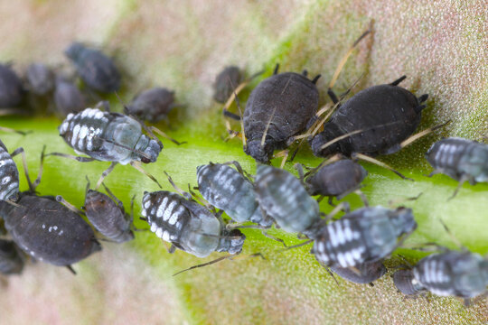 Aphis fabae aphids (Black Bean Aphid) on a plant