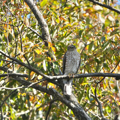 eurasian sparrow hawk in a forest