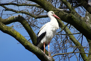 A stork standing on a tree branch