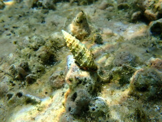 Cerith (Cerithium renovatum) shell with Mediterranean rocky shore hermit crab (Clibanarius erythropus) undersea, Aegean Sea, Greece, Halkidiki
